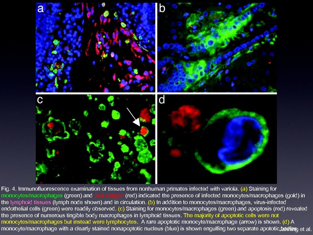 Fig. 4. Immunofluorescence examination of tissues from nonhuman primates infected with variola. (a) Staining