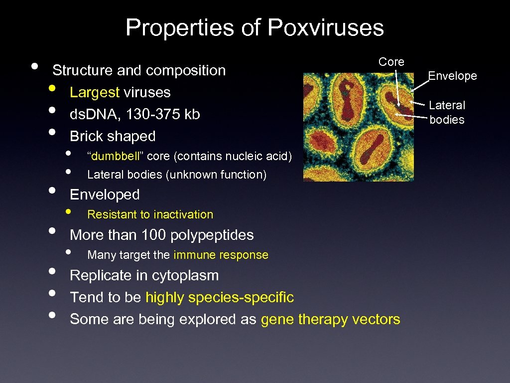 Properties of Poxviruses • Structure and composition Largest viruses ds. DNA, 130 -375 kb