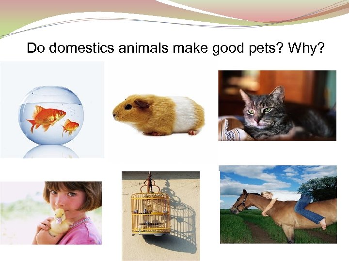 Do domestics animals make good pets? Why? 