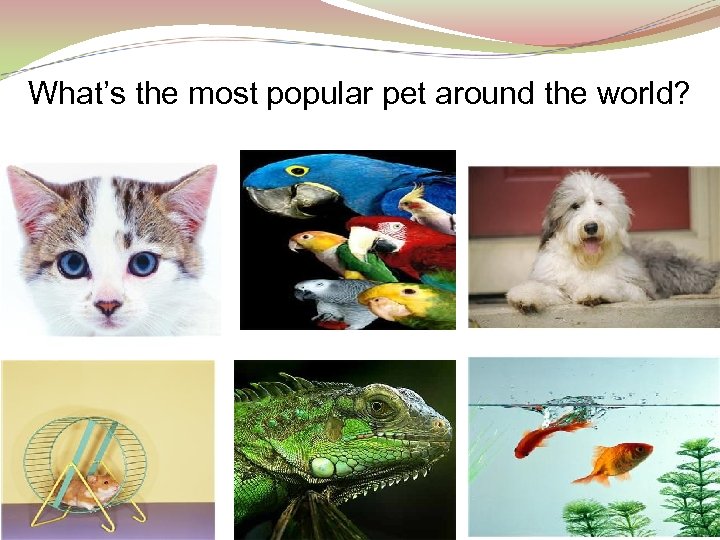 What’s the most popular pet around the world? 