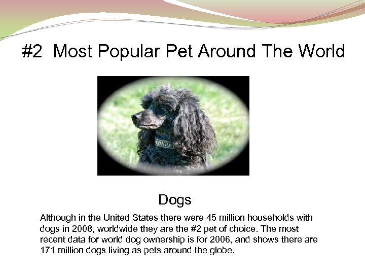 #2 Most Popular Pet Around The World Dogs Although in the United States there