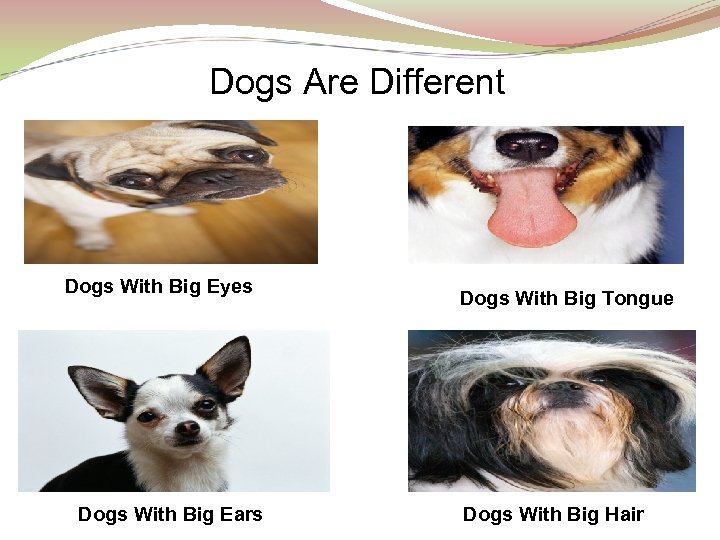 Dogs Are Different Dogs With Big Eyes Dogs With Big Ears Dogs With Big