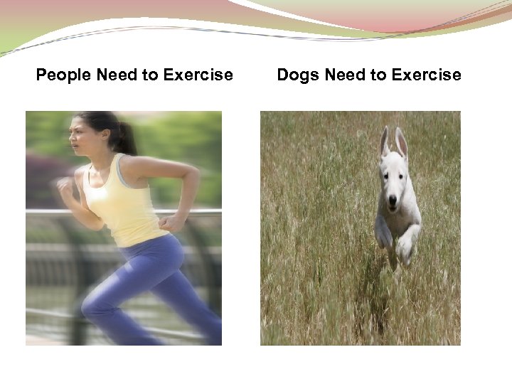 People Need to Exercise Dogs Need to Exercise 