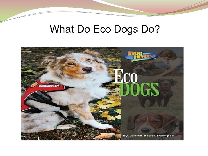 What Do Eco Dogs Do? 