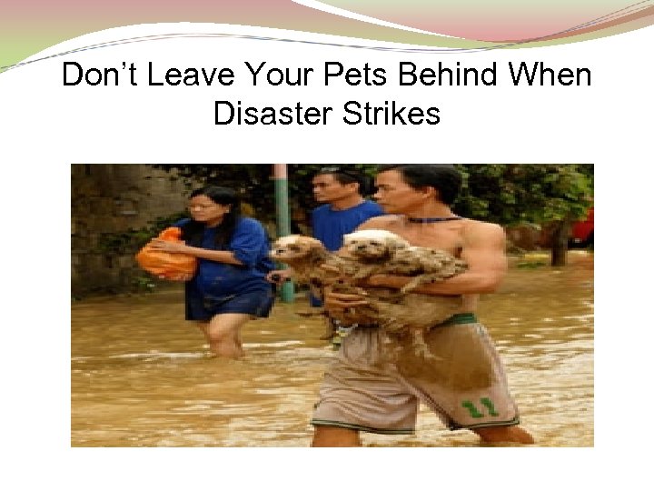 Don’t Leave Your Pets Behind When Disaster Strikes 