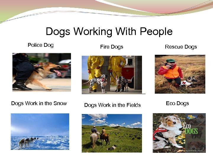 Dogs Working With People Police Dogs Work in the Snow Fire Dogs Work in