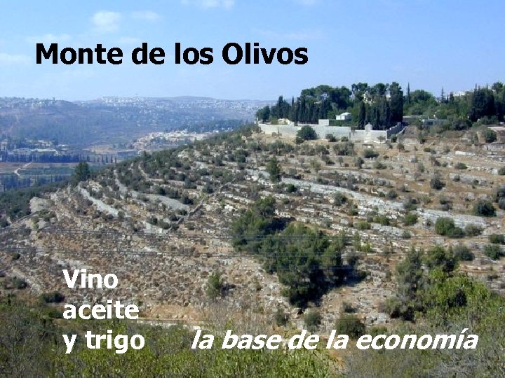 Monte de los Olivos Vino aceite y trigo la base de la economía 