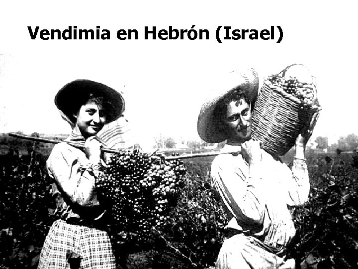 Vendimia en Hebrón (Israel) 
