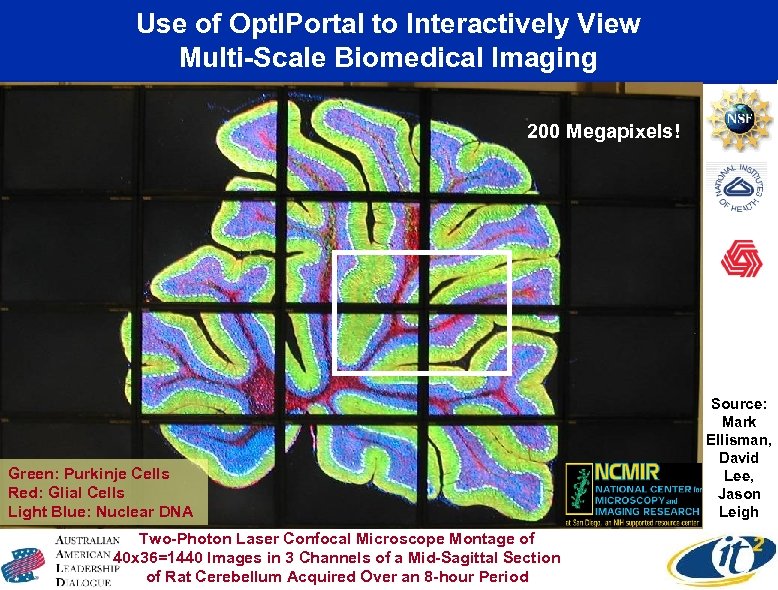 Use of Opt. IPortal to Interactively View Multi-Scale Biomedical Imaging 200 Megapixels! Green: Purkinje