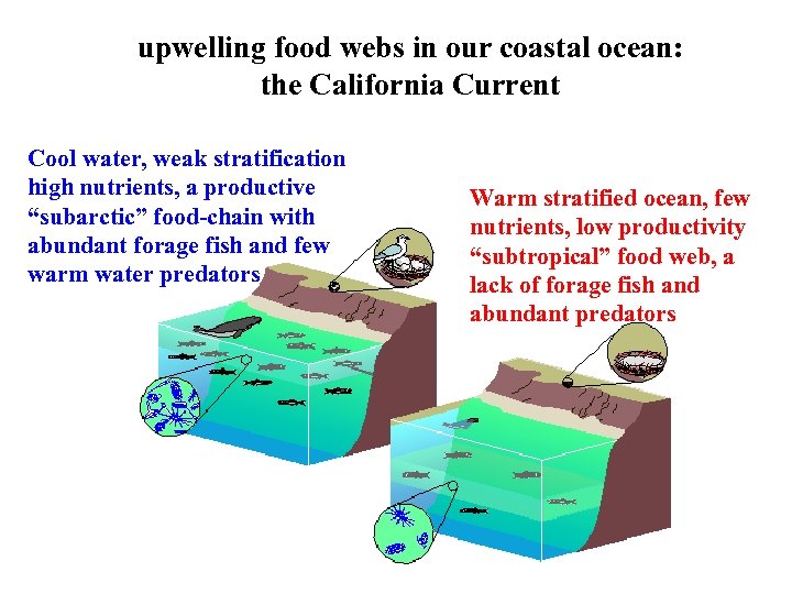 upwelling food webs in our coastal ocean: the California Current Cool water, weak stratification