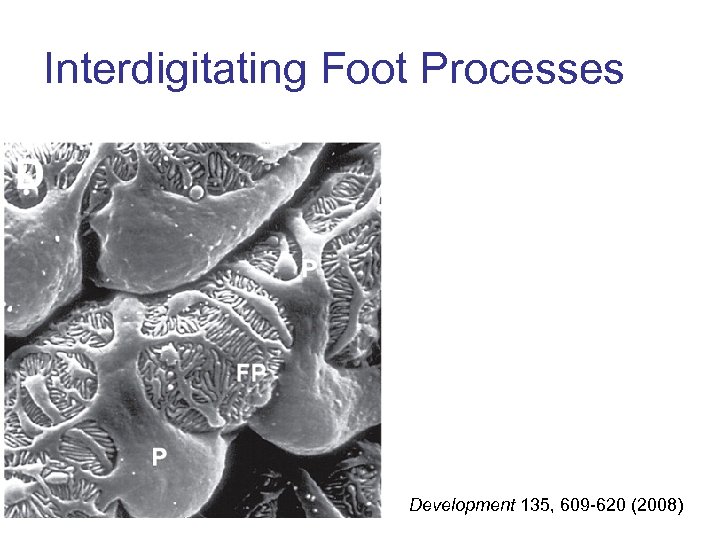 Interdigitating Foot Processes Development 135, 609 -620 (2008) 