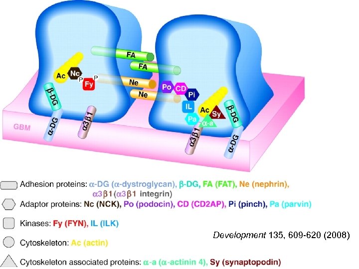 Schematic of the slit diaphragm and other important proteins involved in maintaining foot process