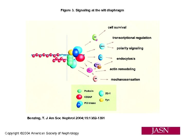 Figure 3. Signaling at the slit diaphragm Benzing, T. J Am Soc Nephrol 2004;