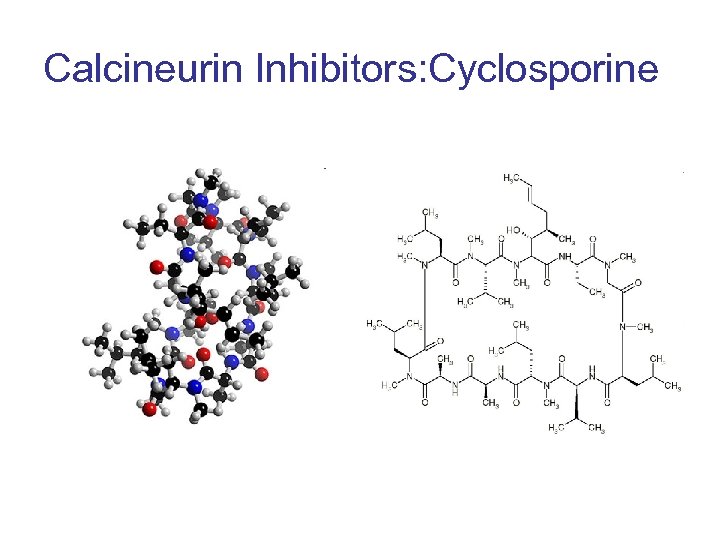 Calcineurin Inhibitors: Cyclosporine 