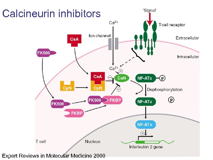 Calcineurin inhibitors Expert Reviews in Molecular Medicine 2000 