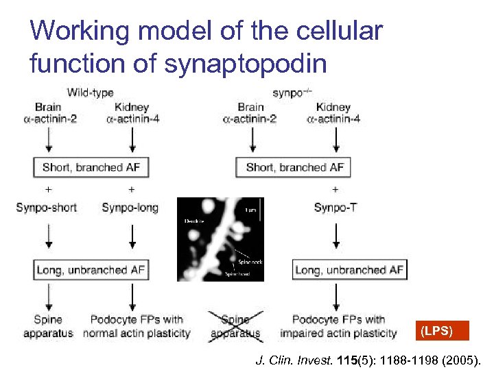 Working model of the cellular function of synaptopodin (LPS) J. Clin. Invest. 115(5): 1188