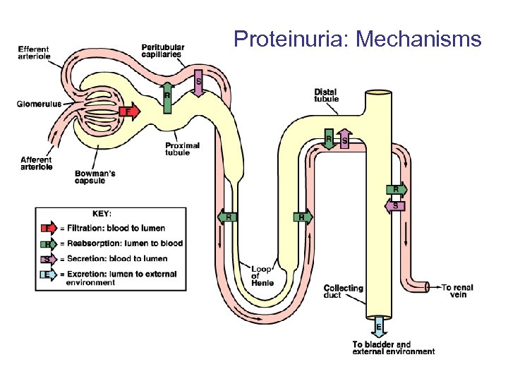 Proteinuria: Mechanisms 