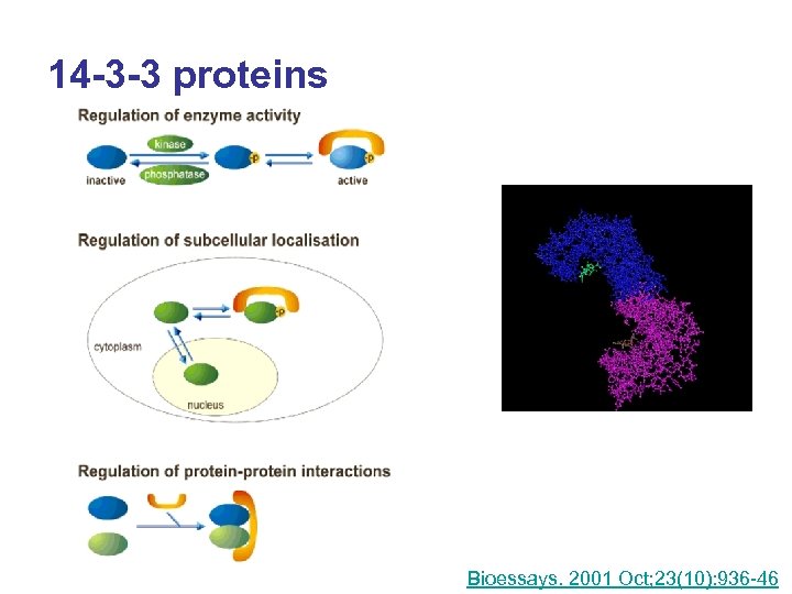 14 -3 -3 proteins Bioessays. 2001 Oct; 23(10): 936 -46 