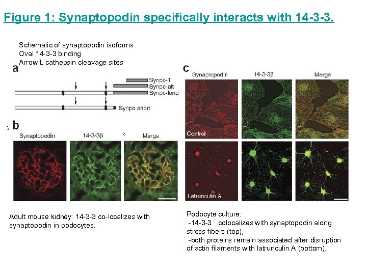 Figure 1: Synaptopodin specifically interacts with 14 -3 -3. Schematic of synaptopodin isoforms Oval