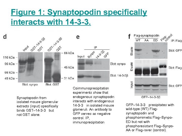 Figure 1: Synaptopodin specifically interacts with 14 -3 -3. Synaptopodin from isolated mouse glomerular