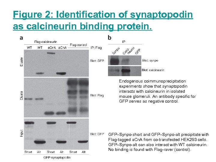 Figure 2: Identification of synaptopodin as calcineurin binding protein. Endogenous coimmunoprecipitation experiments show that