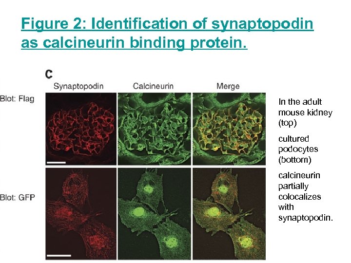 Figure 2: Identification of synaptopodin as calcineurin binding protein. In the adult mouse kidney