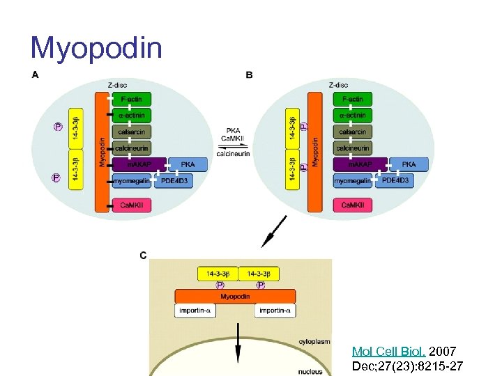 Myopodin Mol Cell Biol. 2007 Dec; 27(23): 8215 -27 