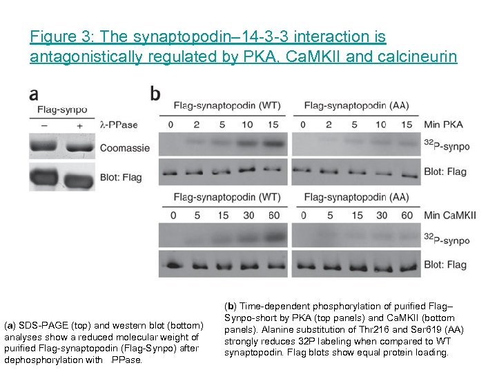 Figure 3: The synaptopodin– 14 -3 -3 interaction is antagonistically regulated by PKA, Ca.