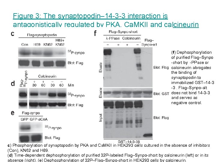 Figure 3: The synaptopodin– 14 -3 -3 interaction is antagonistically regulated by PKA, Ca.