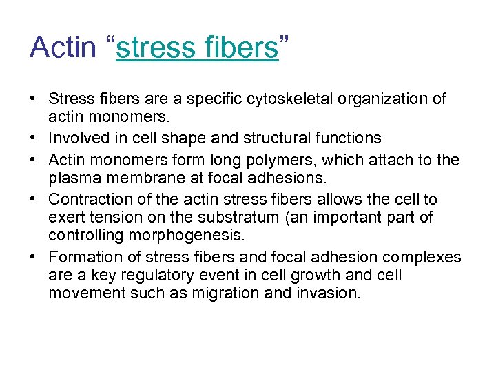 Actin “stress fibers” • Stress fibers are a specific cytoskeletal organization of actin monomers.