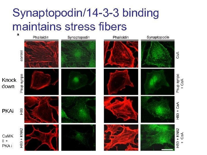 Synaptopodin/14 -3 -3 binding maintains stress fibers Knock down PKAi Ca. MK II +