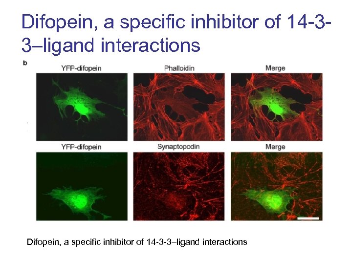 Difopein, a specific inhibitor of 14 -33–ligand interactions Difopein, a specific inhibitor of 14