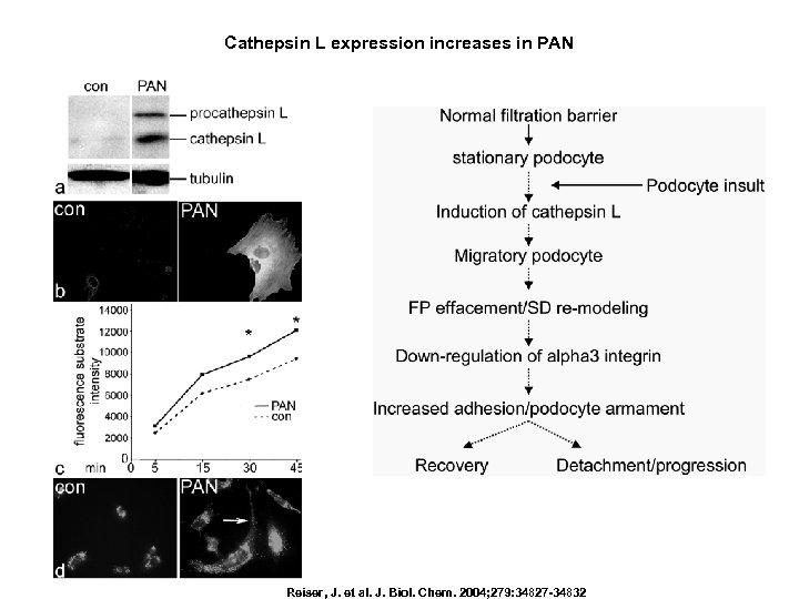 Cathepsin L expression increases in PAN Reiser, J. et al. J. Biol. Chem. 2004;