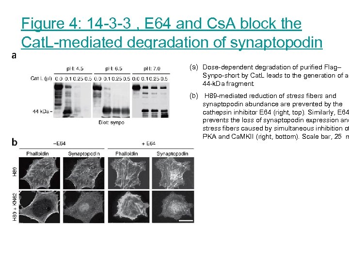 Figure 4: 14 -3 -3 , E 64 and Cs. A block the Cat.