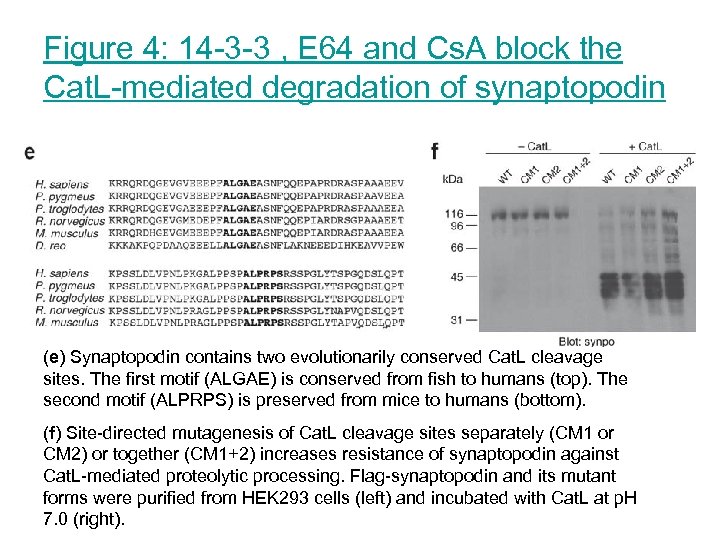 Figure 4: 14 -3 -3 , E 64 and Cs. A block the Cat.