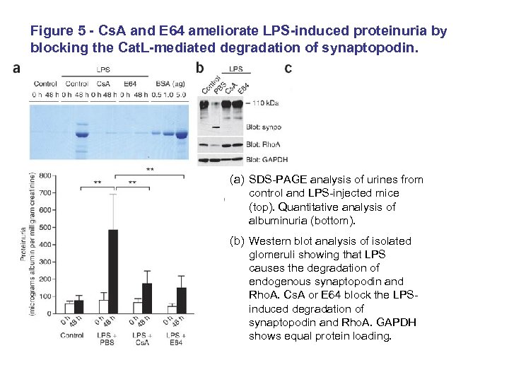 Figure 5 - Cs. A and E 64 ameliorate LPS-induced proteinuria by blocking the