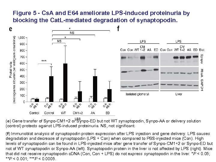 Figure 5 - Cs. A and E 64 ameliorate LPS-induced proteinuria by blocking the