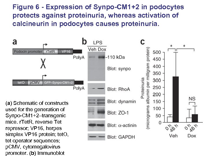 Figure 6 - Expression of Synpo-CM 1+2 in podocytes protects against proteinuria, whereas activation