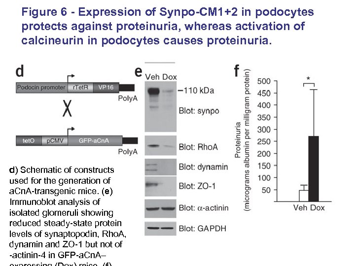 Figure 6 - Expression of Synpo-CM 1+2 in podocytes protects against proteinuria, whereas activation