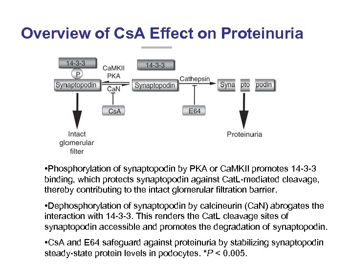 Overview of Cs. A Effect on Proteinuria • Phosphorylation of synaptopodin by PKA or