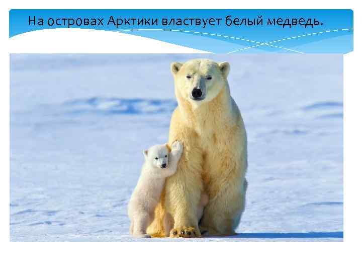 На островах Арктики властвует белый медведь. 