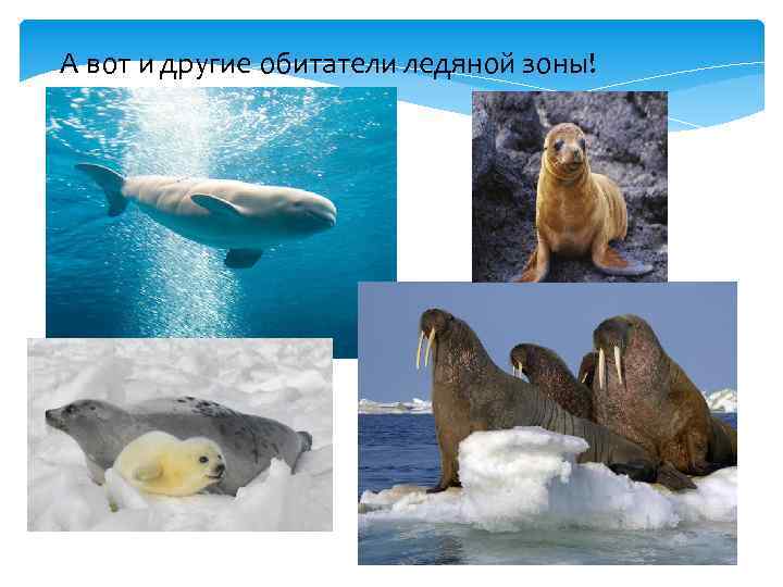 А вот и другие обитатели ледяной зоны! моржи 