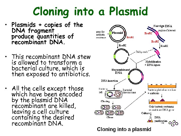 Cloning into a Plasmid • Plasmids + copies of the DNA fragment produce quantities