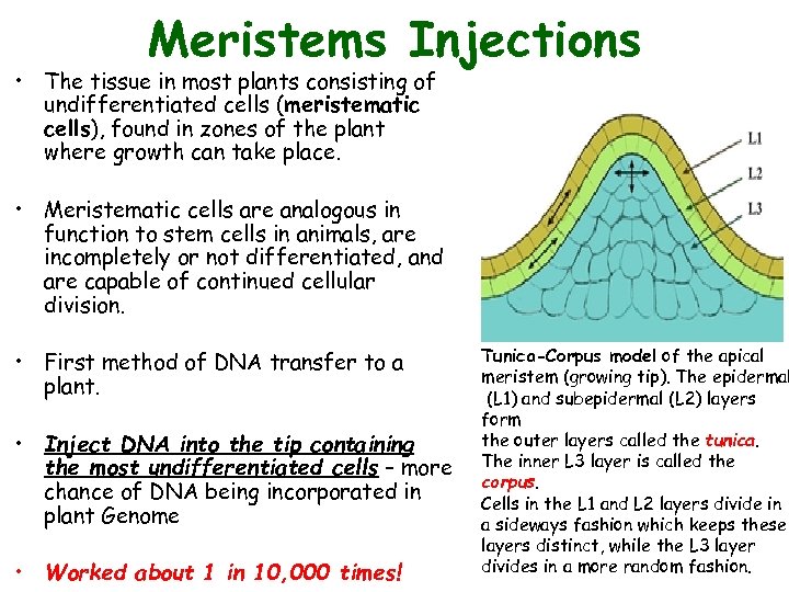 Meristems Injections • The tissue in most plants consisting of undifferentiated cells (meristematic cells),
