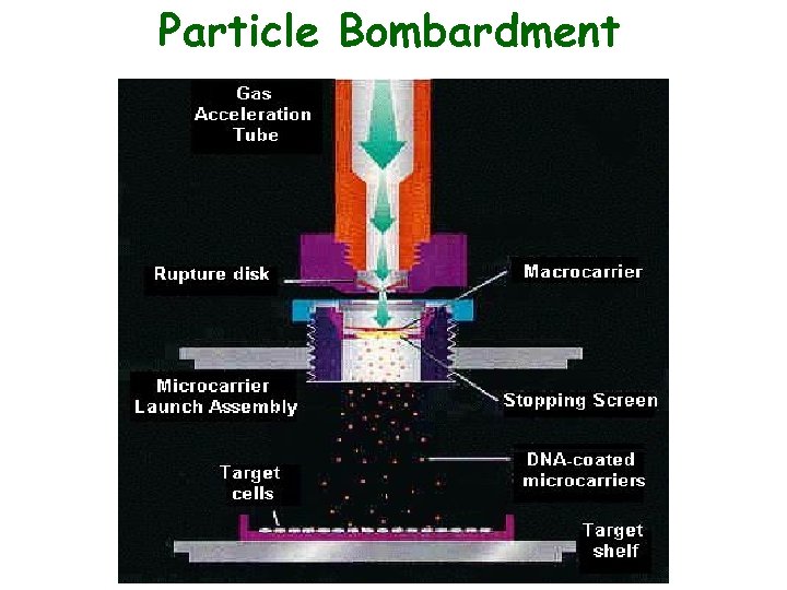 Particle Bombardment 