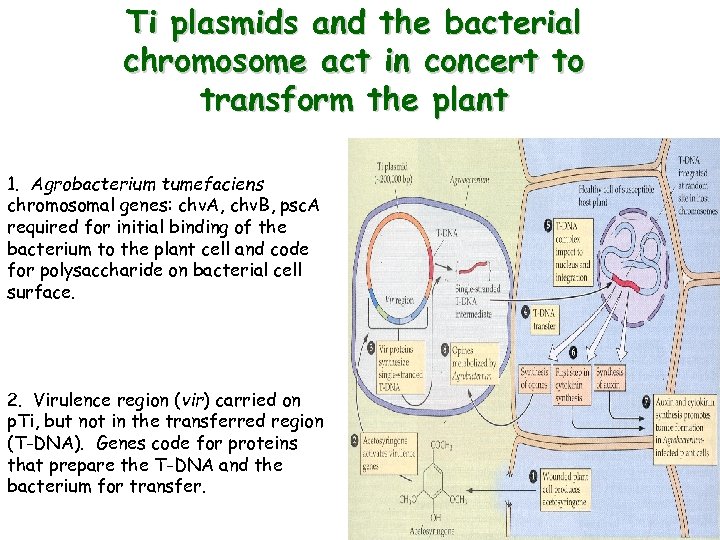 Ti plasmids and the bacterial chromosome act in concert to transform the plant 1.