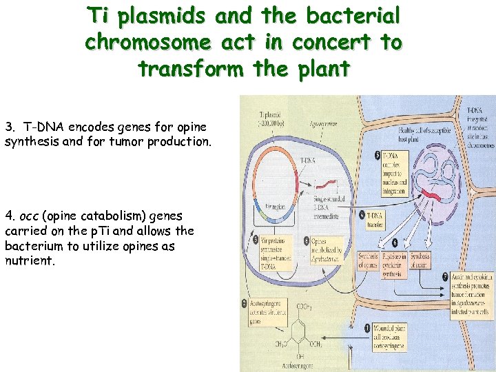 Ti plasmids and the bacterial chromosome act in concert to transform the plant 3.