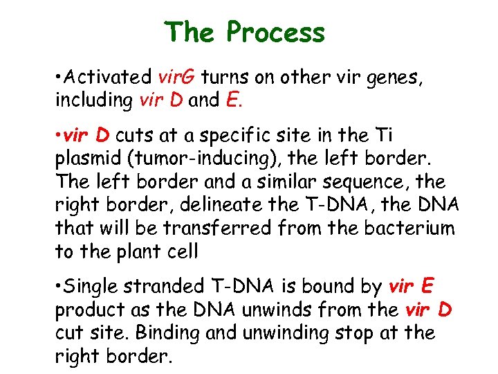 The Process • Activated vir. G turns on other vir genes, including vir D
