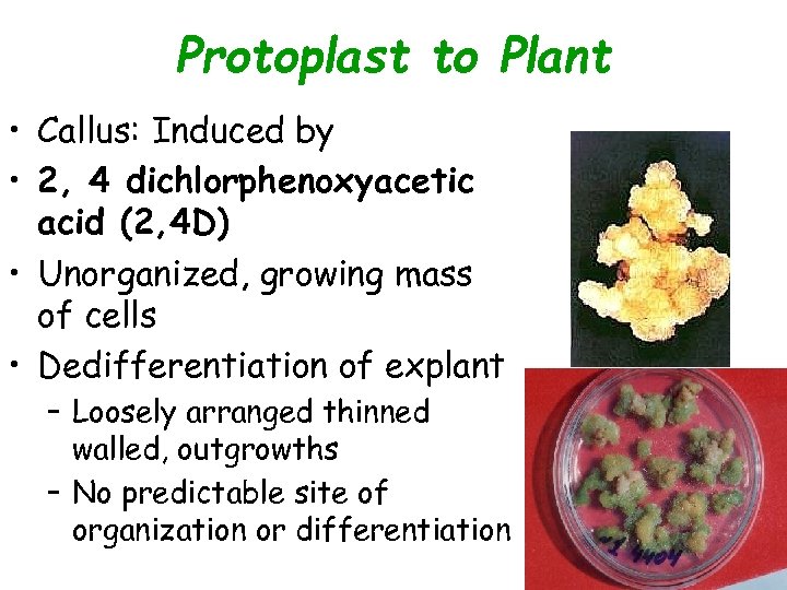 Protoplast to Plant • Callus: Induced by • 2, 4 dichlorphenoxyacetic acid (2, 4