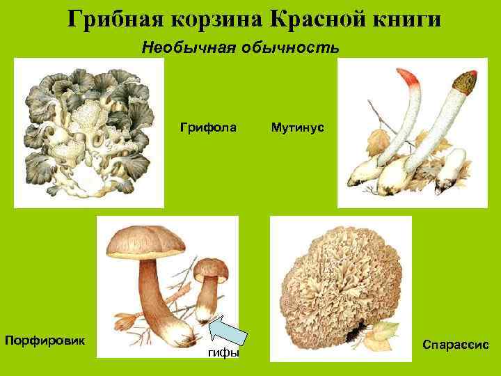 Грибная корзина Красной книги Необычная обычность Грифола Порфировик гифы Мутинус Спарассис 